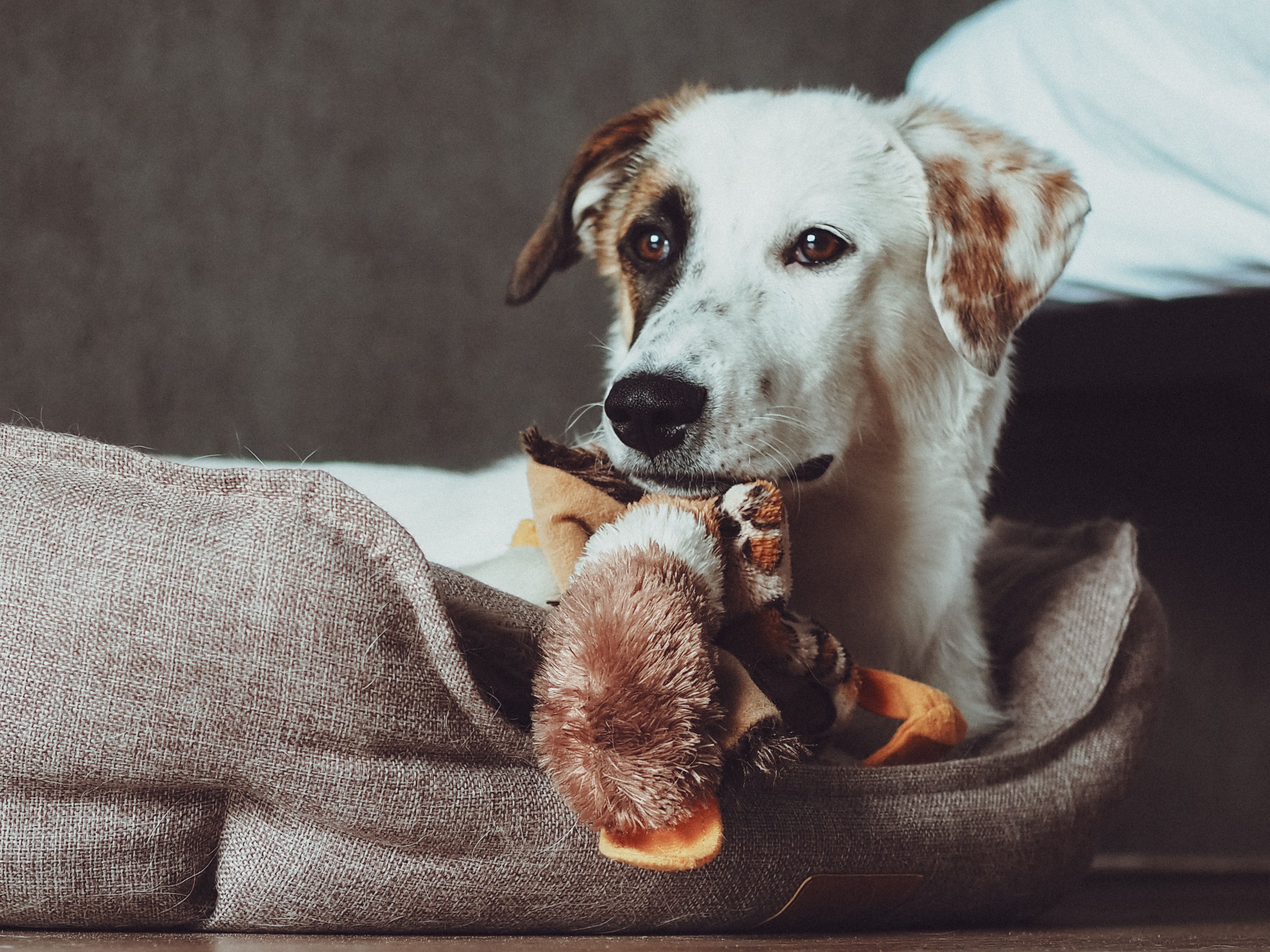 Overnight Pet Sitting in Seaham, County Durham - Walkies With Ros