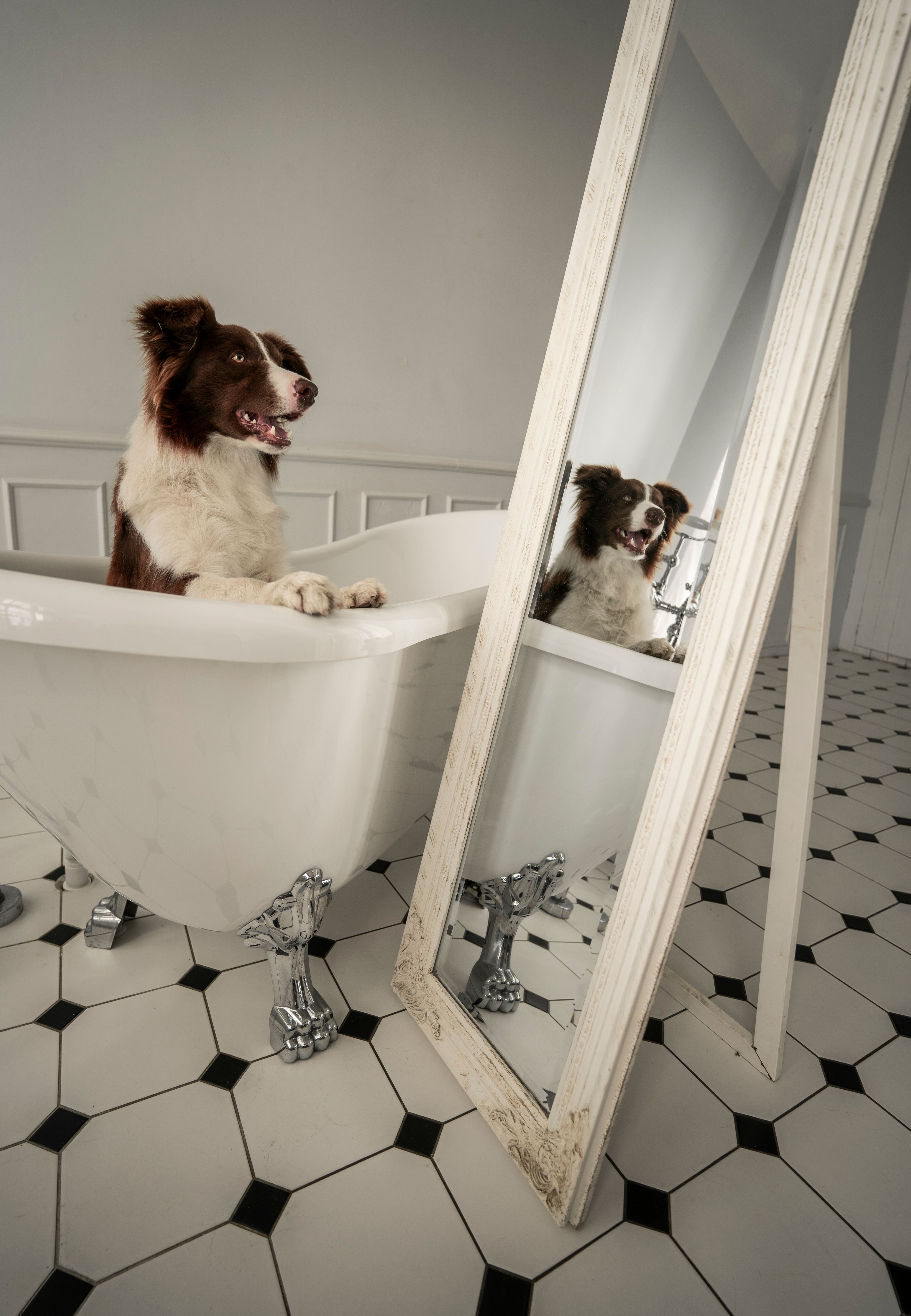 Bathing Available in Seaham, County Durham - Walkies With Ros