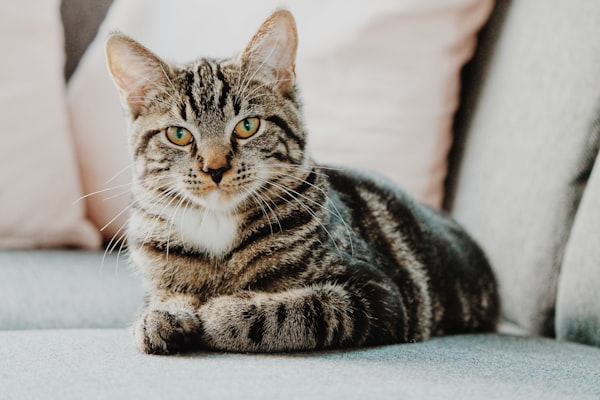 Cat Visits in Seaham, County Durham - Walkies With Ros